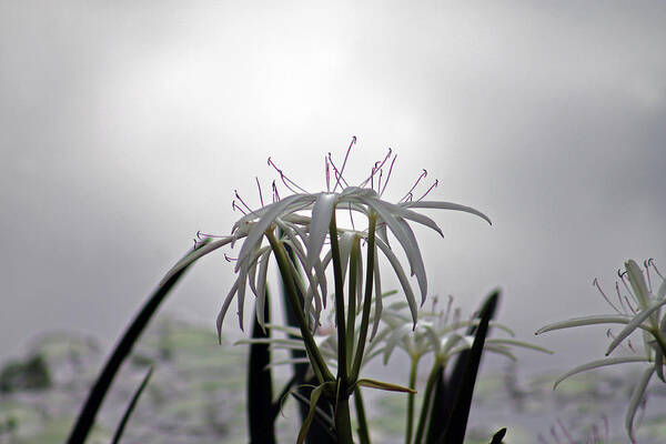 Plant Poster featuring the photograph Light of darkness by Lily K