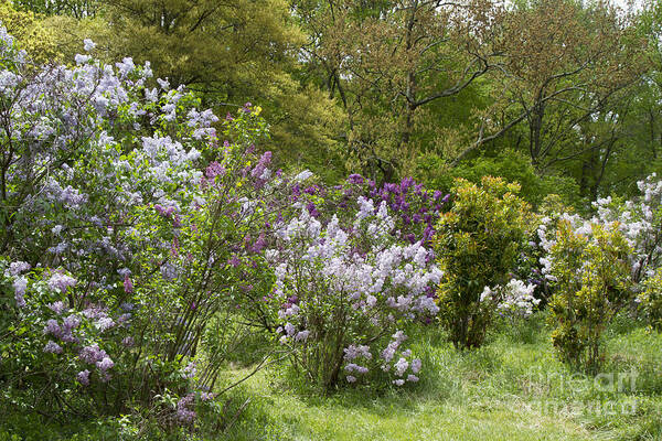 Lilac Poster featuring the photograph Lilacs 1 by Chris Scroggins