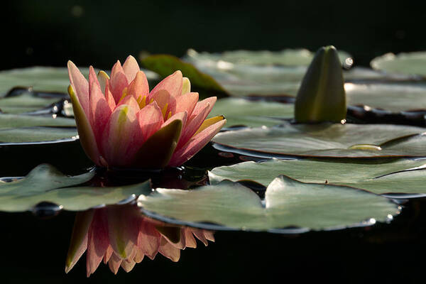 Water Lily Poster featuring the photograph Lily in Light by Leda Robertson