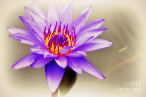 Waterlily Poster featuring the photograph Lily by Nona Kumah