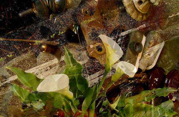 Calla Lily Poster featuring the photograph Lily of the Scrap Pile by Laureen Murtha Menzl