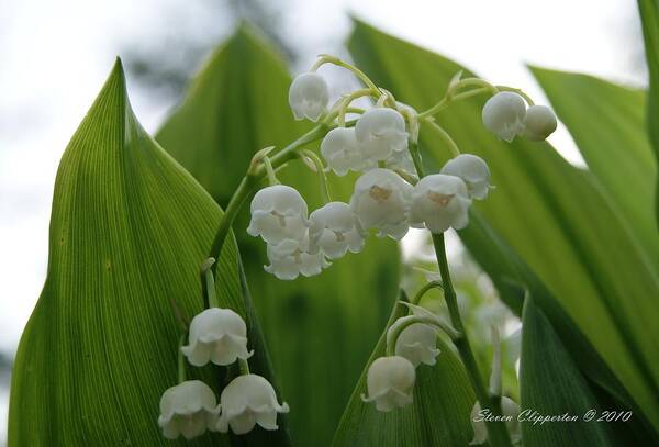 Flowers Poster featuring the photograph Lily of the Valley by Steven Clipperton