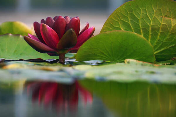 Water Lily Poster featuring the photograph Lily Reflections 3 by Leda Robertson