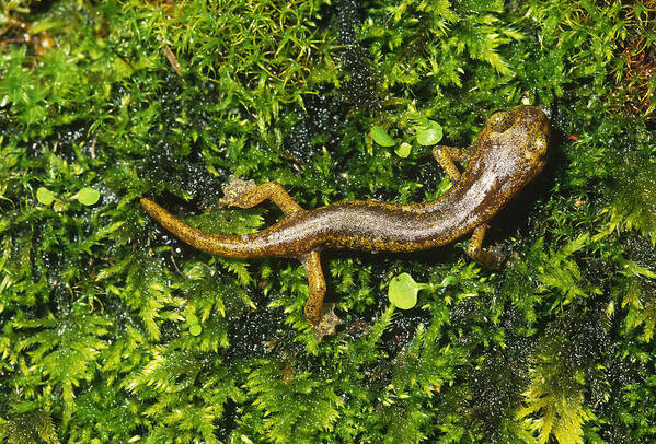 Amphibia Poster featuring the photograph Limestone Salamander by Karl H. Switak