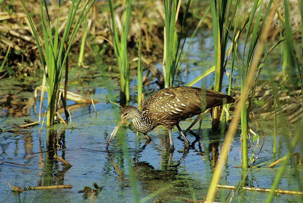 Aramus Guarauna Poster featuring the photograph Limpkin by Sally Mccrae Kuyper/science Photo Library