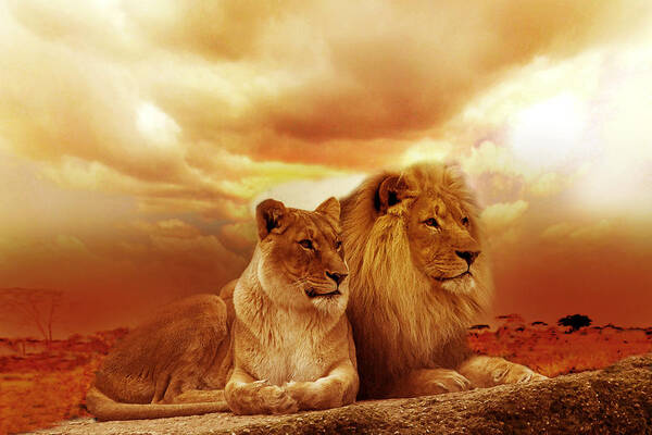 Lion Poster featuring the photograph Lion couple without frame by Christine Sponchia