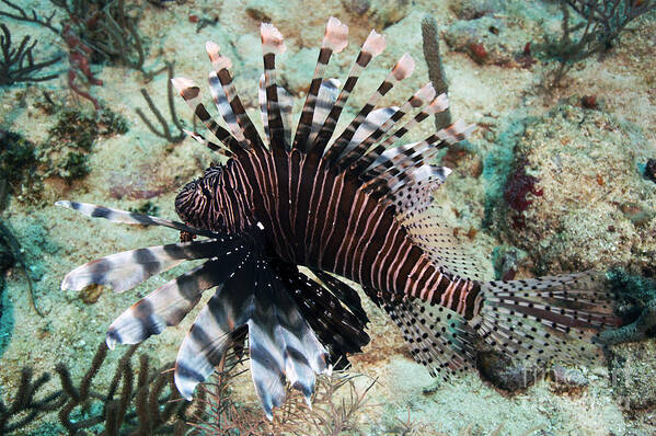Lion Fish Poster featuring the photograph Lion Fish by JT Lewis