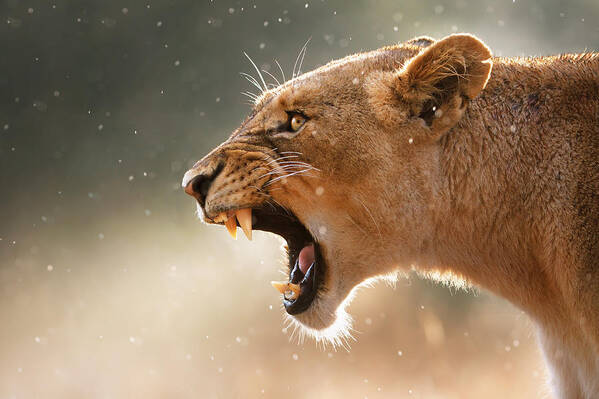 #faatoppicks Poster featuring the photograph Lioness displaying dangerous teeth in a rainstorm by Johan Swanepoel