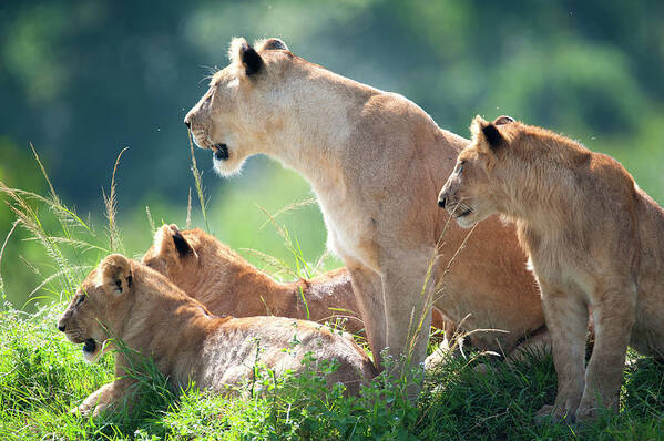 Kenya Poster featuring the photograph Lioness With Cubs In The Green Plains by Guenterguni