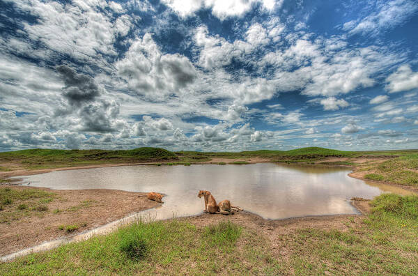 Grass Poster featuring the photograph Lions At Serengeti by Photograph By Kyle Hammons