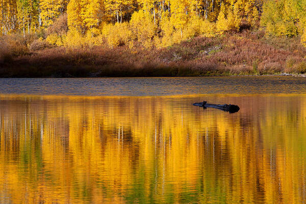 Autumn Colors Poster featuring the photograph Liquid Gold by Jim Garrison