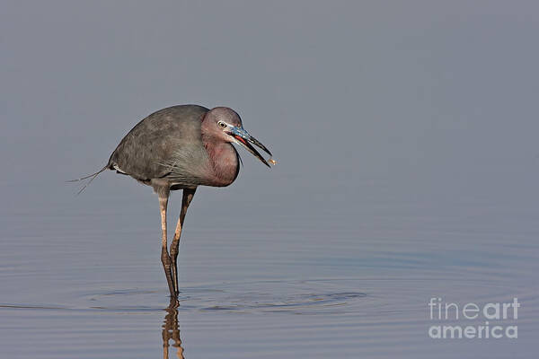 Little Blue Heron Poster featuring the photograph Little Blue Heron by Bryan Keil