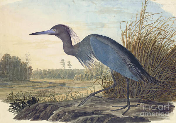 Pecking Poster featuring the drawing Little Blue Heron by Celestial Images