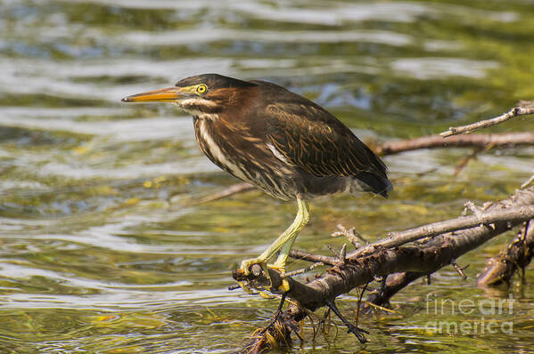 Green Heron Poster featuring the photograph Little Dinosaur by Dan Hefle