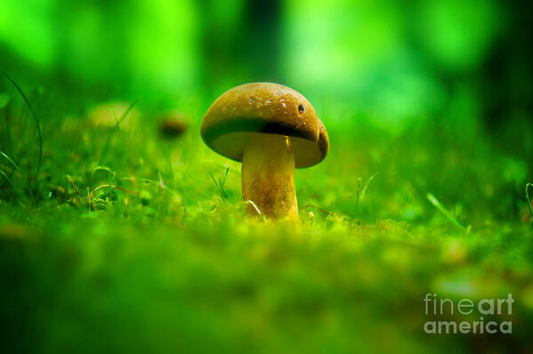 Mushroom Poster featuring the photograph Little Wild Mushroom on a Green Forest Patch by Beverly Claire Kaiya