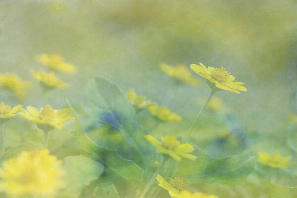 Flower Poster featuring the photograph Little Yellow Beauties by Beverly Claire Kaiya