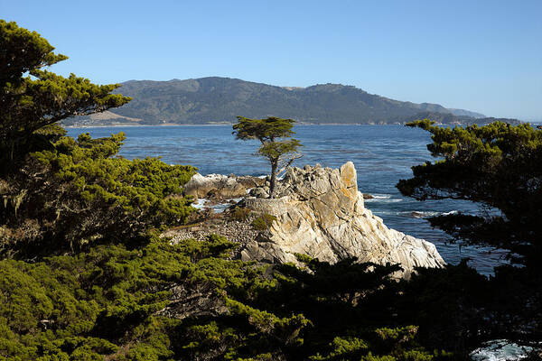 17-mile Poster featuring the photograph Lone Cypress on 17-mile Drive by Carol M Highsmith