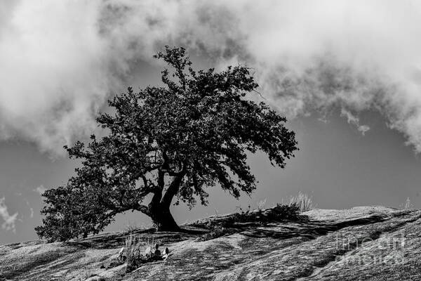 Enchanted Poster featuring the photograph Lone Oak Atop Little Rock - Enchanted Rock State Natural Area Texas Hill Country by Silvio Ligutti