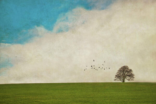 Tranquility Poster featuring the photograph Lone Tree by Image By J. Parsons