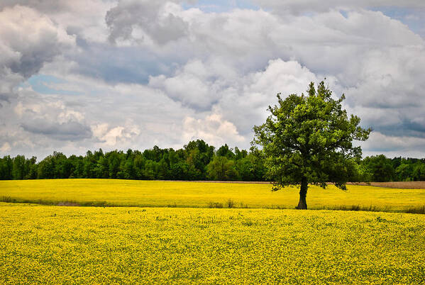 Lone Tree Poster featuring the photograph Lone Tree in Field of Wildflowers by Greg Jackson