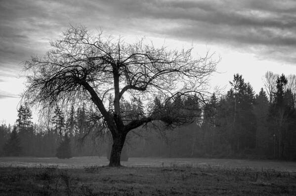 Black And White Poster featuring the photograph Lonely Tree by Ron Roberts