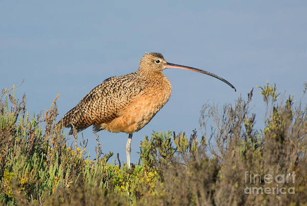 Fauna Poster featuring the photograph Long-billed Curlew Numenius Americanus by Anthony Mercieca