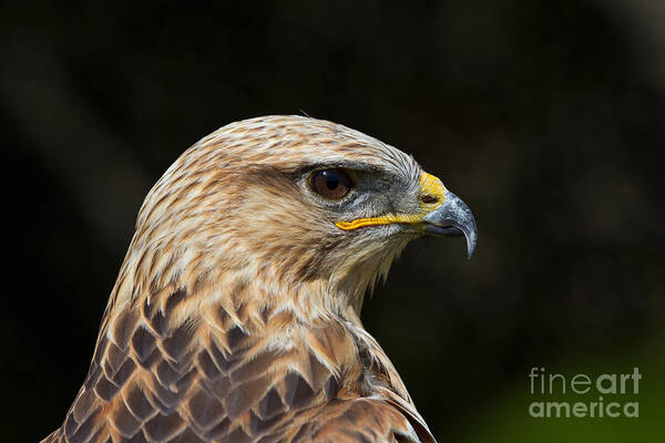 Long-legged Buzzard Poster featuring the photograph Long-legged Buzzard by Marcus Bosch