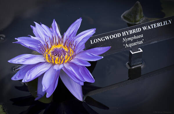 Water Lily Poster featuring the photograph Longwood Hybrid Water Lily by Phil Abrams