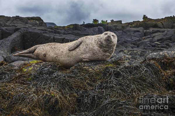 Harbor Poster featuring the photograph Look at Me by Diane Macdonald