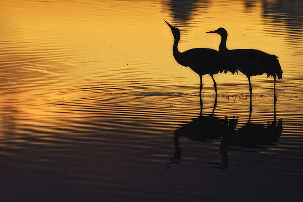 Sandhill Cranes Poster featuring the photograph Look to the Light by Priscilla Burgers
