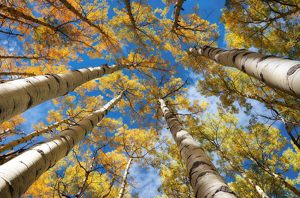 Aspen Poster featuring the photograph Looking up into Aspens by David Soldano