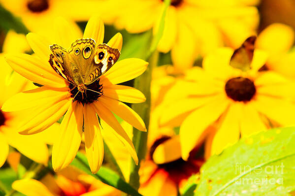 Butterfly Poster featuring the pyrography Lost in Yellow by Kevin Read