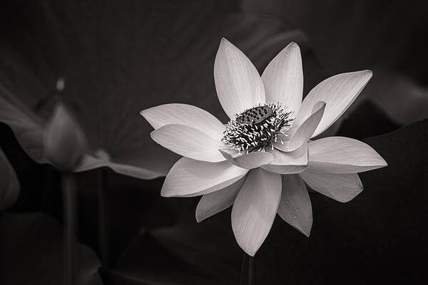 Lotus Poster featuring the photograph Lotus Black and White Art Series by Jeff Abrahamson