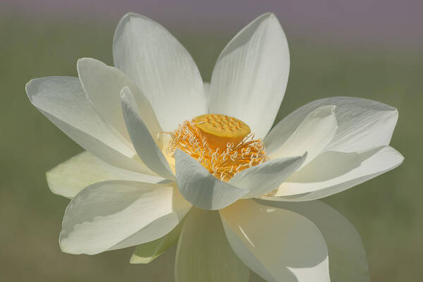 Lotus Poster featuring the photograph Lotus Flower by Kim Hojnacki