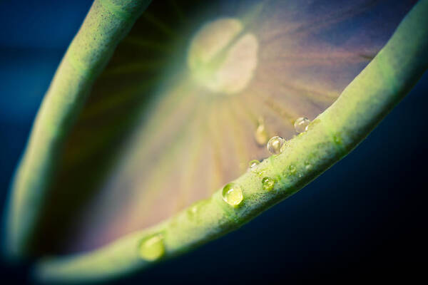 Lotus Poster featuring the photograph Lotus Leaf Unfurling by Priya Ghose