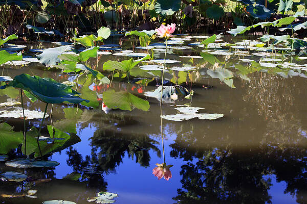 Garden Pond Poster featuring the photograph Lotus Reflection by John Lautermilch