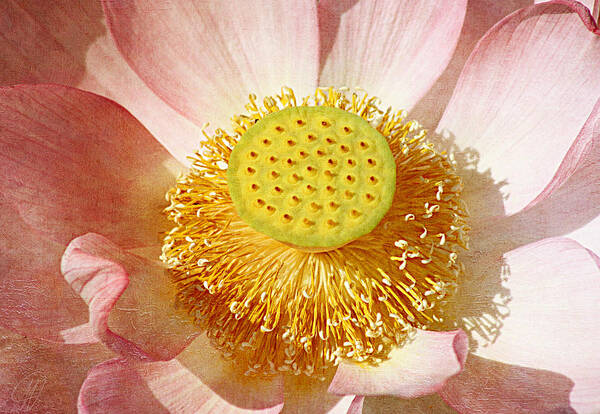 Lotus Poster featuring the photograph Lotus Study by Margaret Hormann Bfa