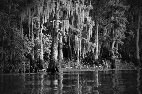 Louisiana Poster featuring the photograph Louisiana Bayou by Mountain Dreams