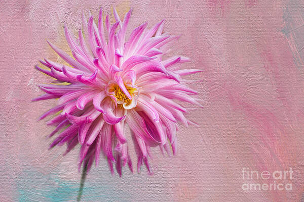 Texture Poster featuring the photograph Lovely Pink Dahlia by Norma Warden
