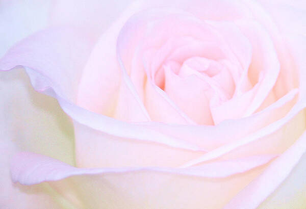 Roses Poster featuring the photograph Lullaby by The Art Of Marilyn Ridoutt-Greene