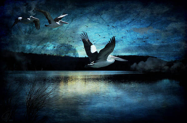 Birds Poster featuring the digital art Luminous Moonlight by Margaret Hormann Bfa