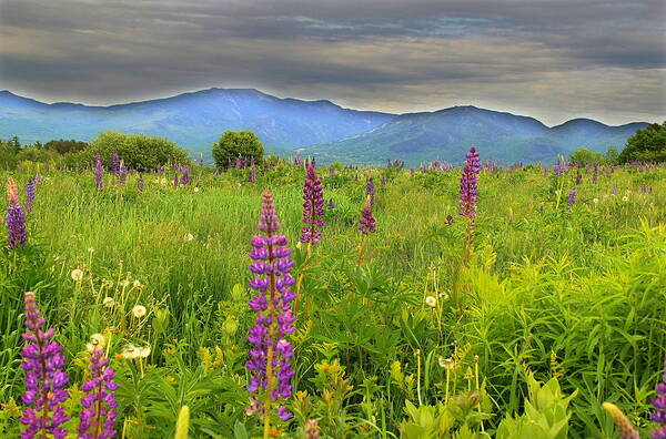 Lupines Poster featuring the photograph Lupine Breeze by Andrea Galiffi
