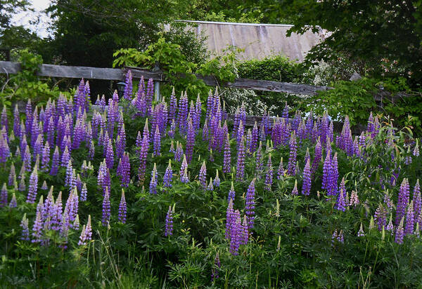 Lupine Poster featuring the photograph Lupine by the Fence by Nancy Griswold