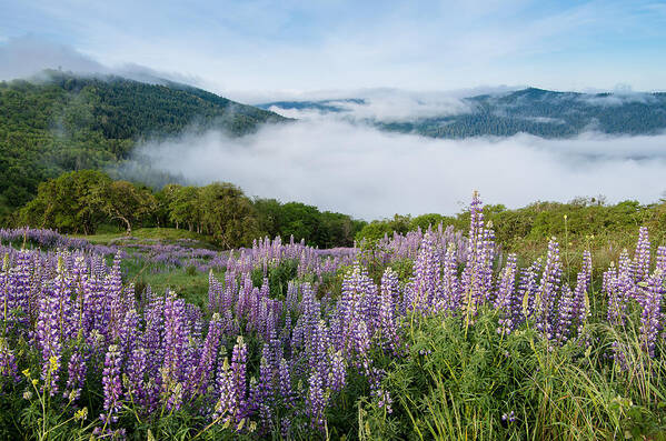 Lupine Poster featuring the photograph Lupine of Bald Hills by Greg Nyquist