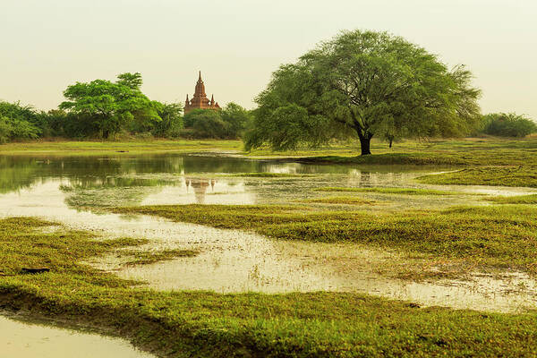 Grass Poster featuring the photograph Lush Landscape With Wide Tree And Temple by Merten Snijders