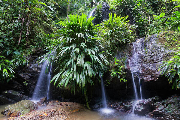 Tropical Rainforest Poster featuring the photograph Lush Rainforest And Falls by Debralee Wiseberg