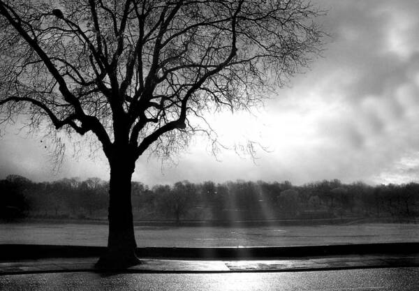 Tree Poster featuring the photograph Lwv10007 by Lee Winter