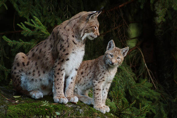 Lynx Lynx Poster featuring the photograph Lynx mother with her cub by Ulrich Kunst And Bettina Scheidulin