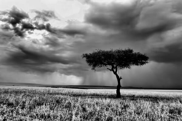 Maasai Mara National Reserve Poster featuring the photograph Maasai Mara In Black And White by Amanda Stadther