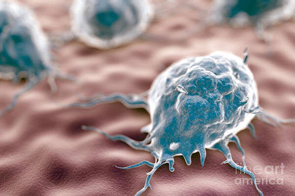 Leucocytes Poster featuring the photograph Macrophages by Science Picture Co
